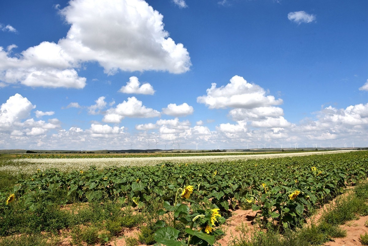 八月，内蒙【7】