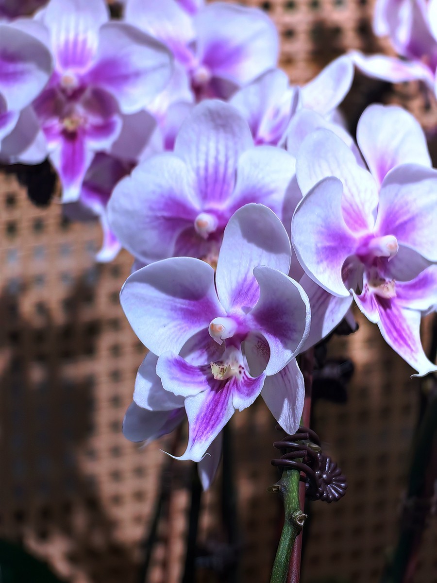 城市光影碎片之五十一----超市里的蝴蝶兰