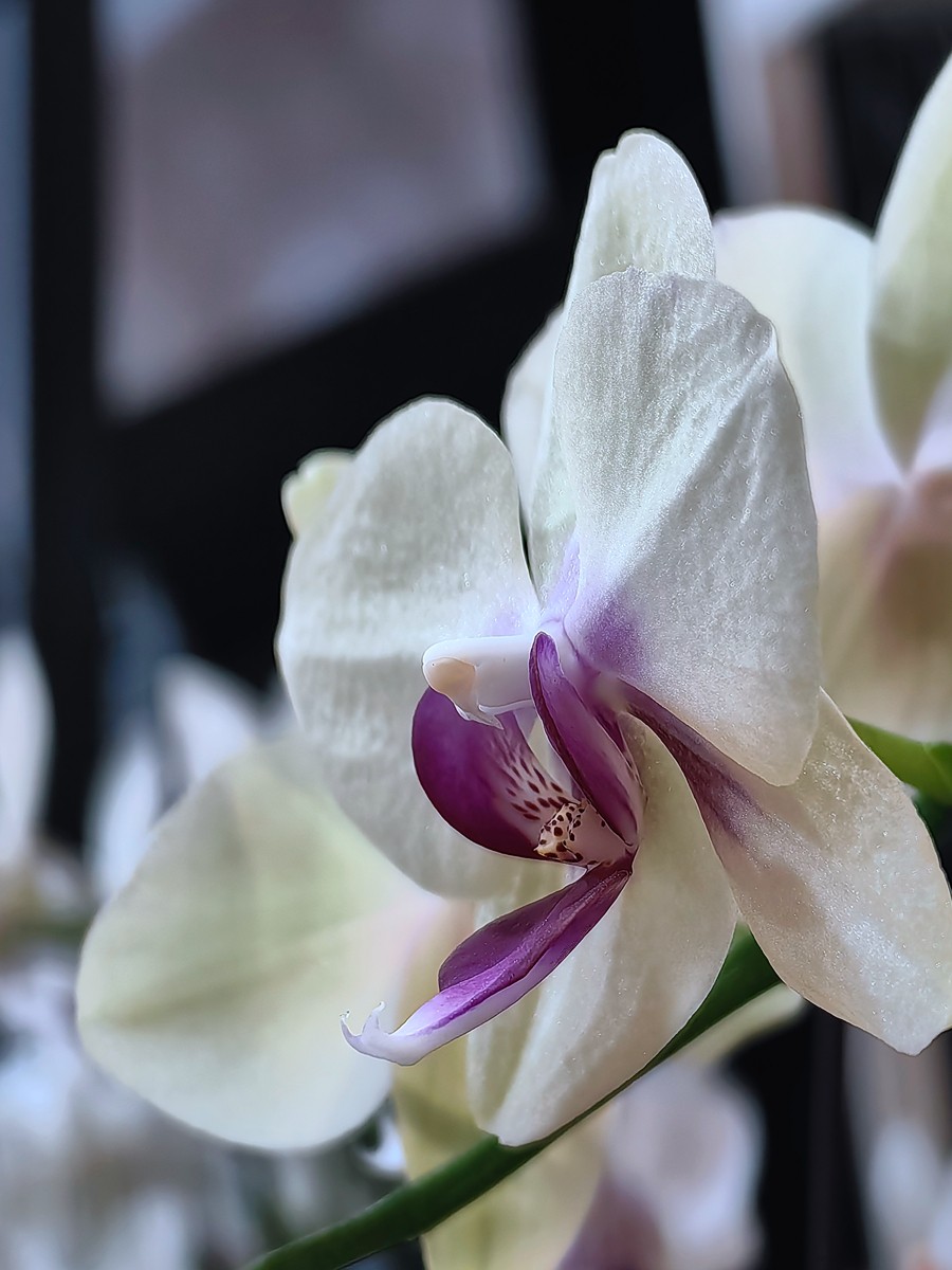 城市光影碎片之五十一----超市里的蝴蝶兰