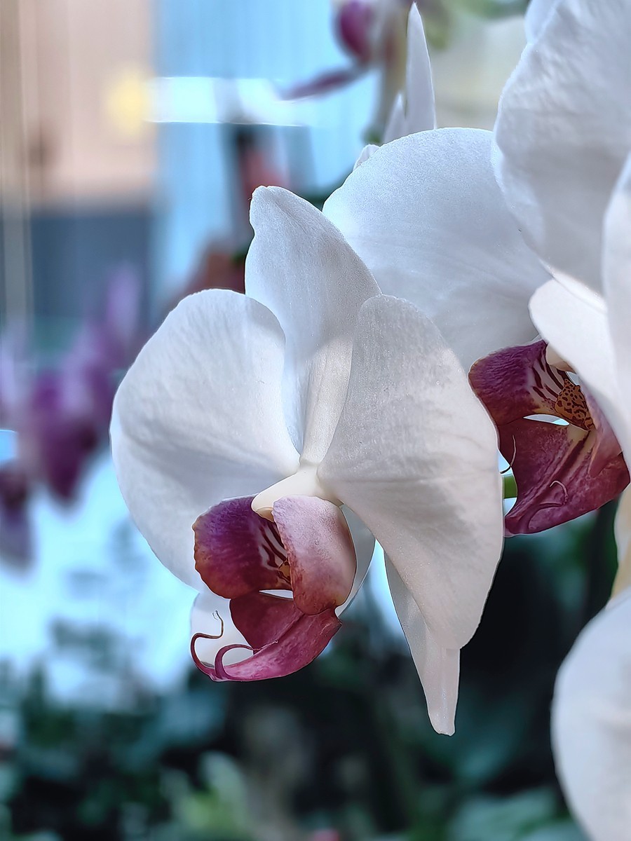 城市光影碎片之五十一----超市里的蝴蝶兰