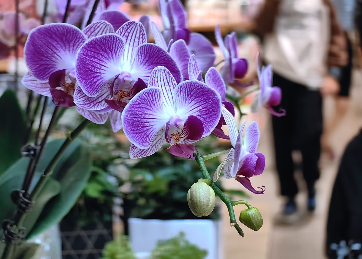 城市光影碎片之五十一----超市里的蝴蝶兰