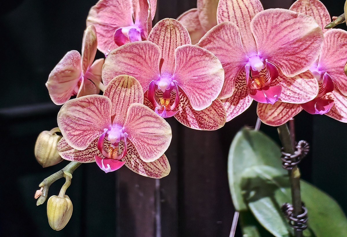 城市光影碎片之五十一----超市里的蝴蝶兰