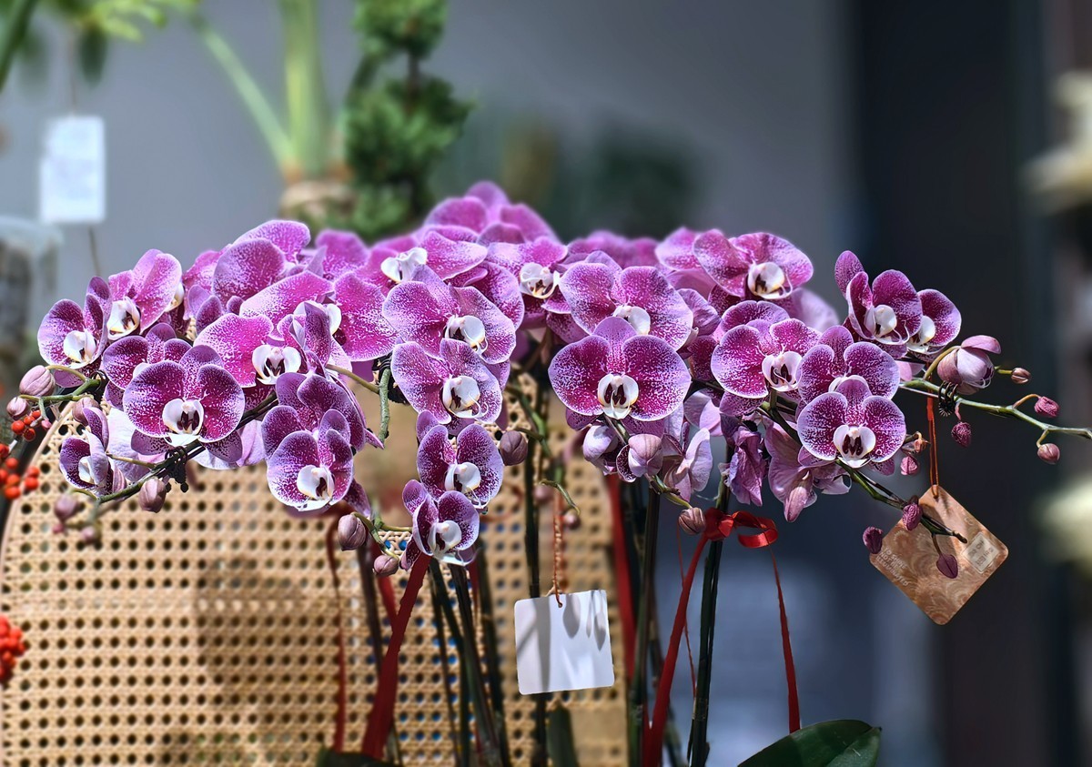 城市光影碎片之五十一----超市里的蝴蝶兰