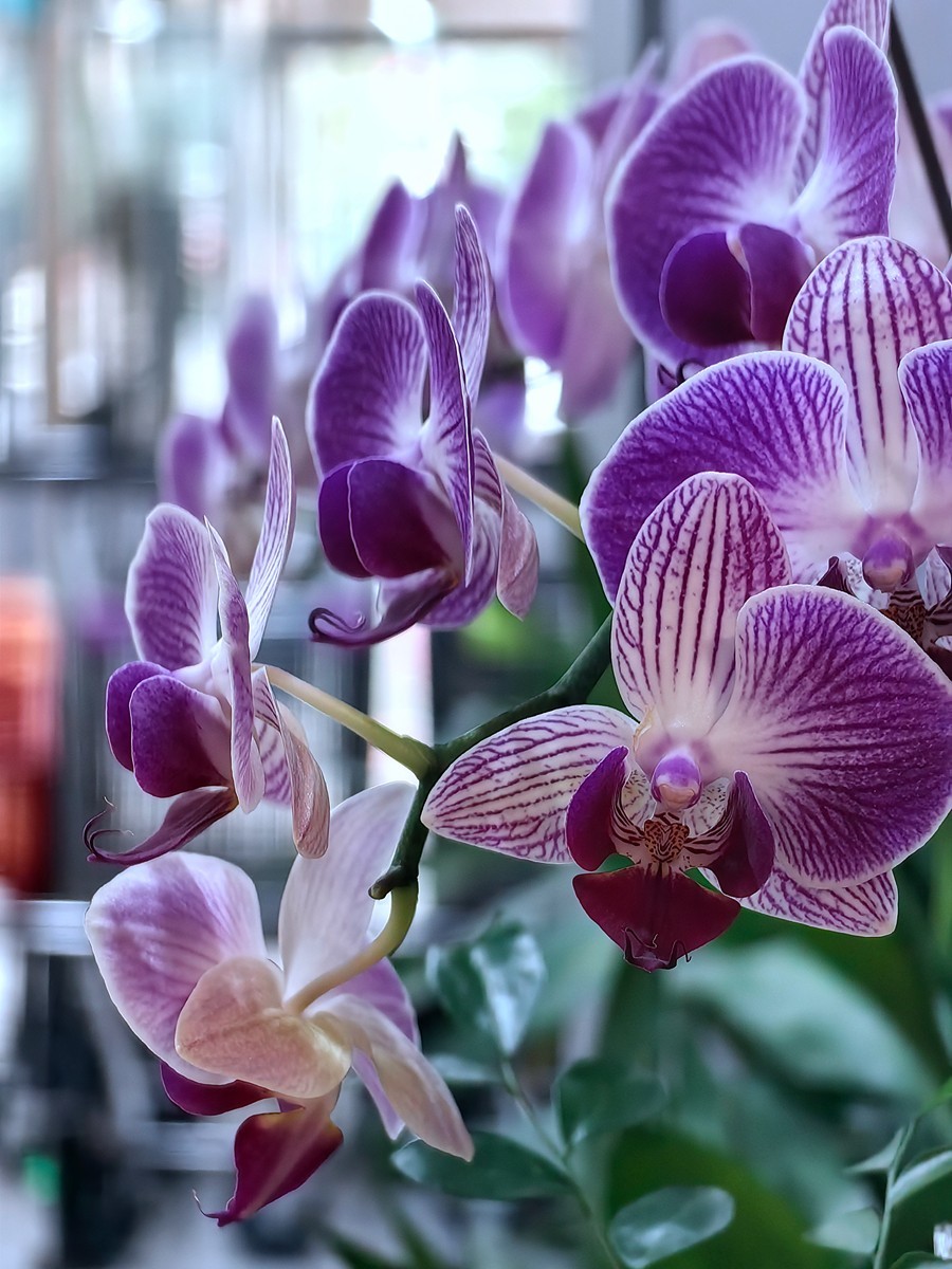 城市光影碎片之五十一----超市里的蝴蝶兰