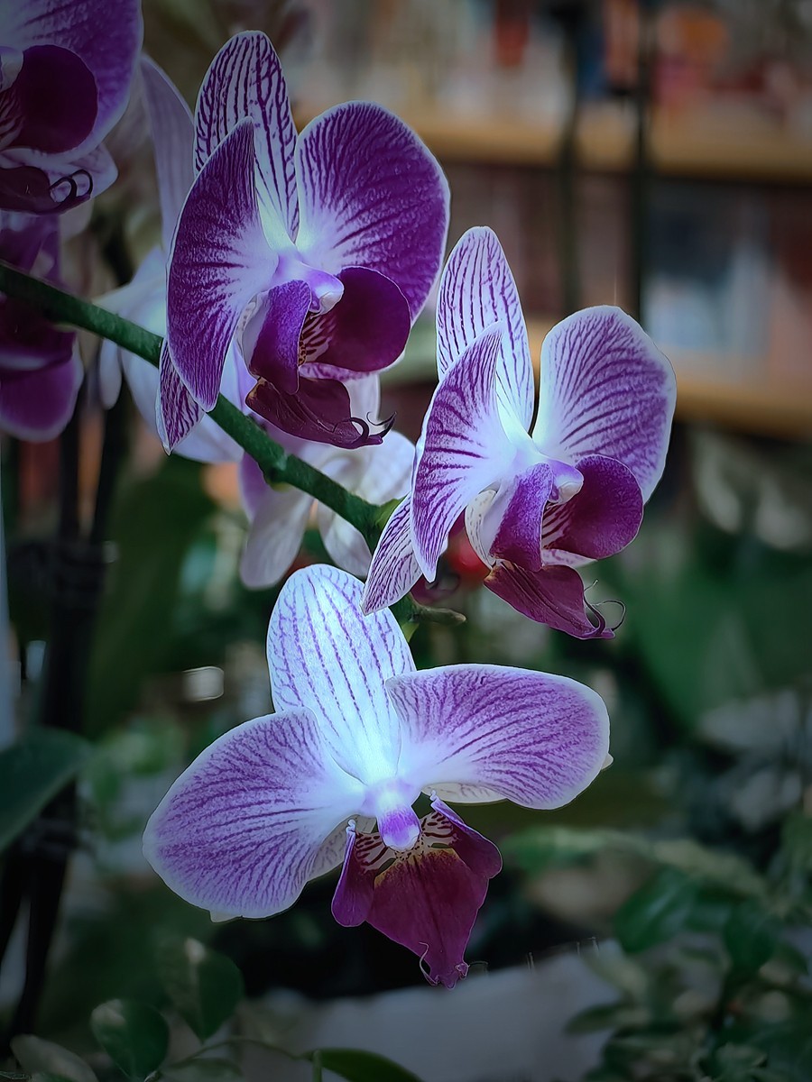 城市光影碎片之五十一----超市里的蝴蝶兰