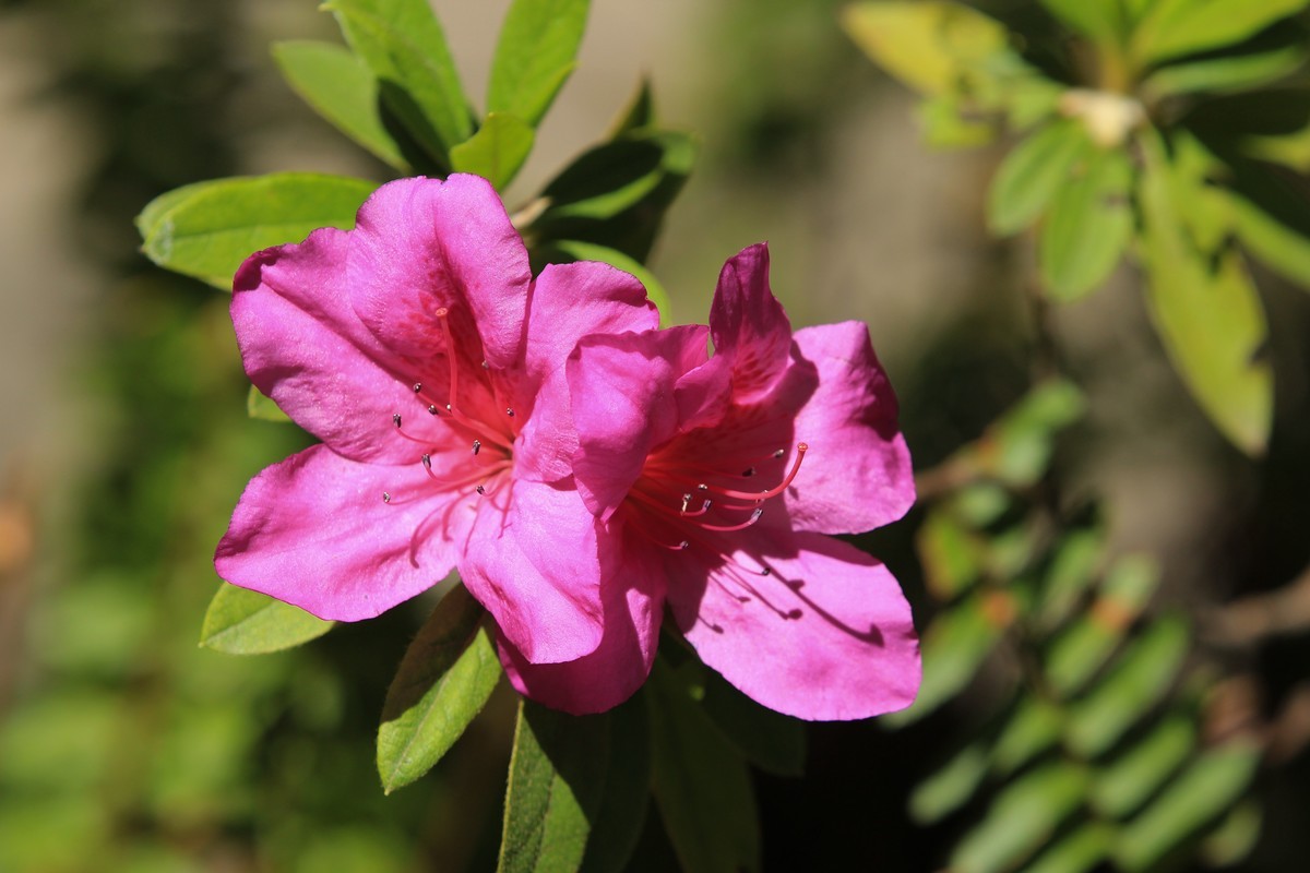 拍摄花卉一（496）