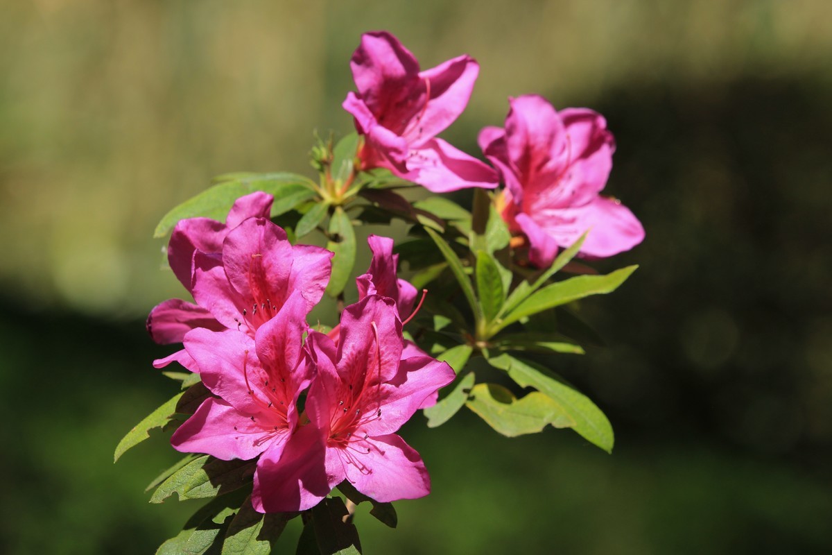 拍摄花卉一（496）