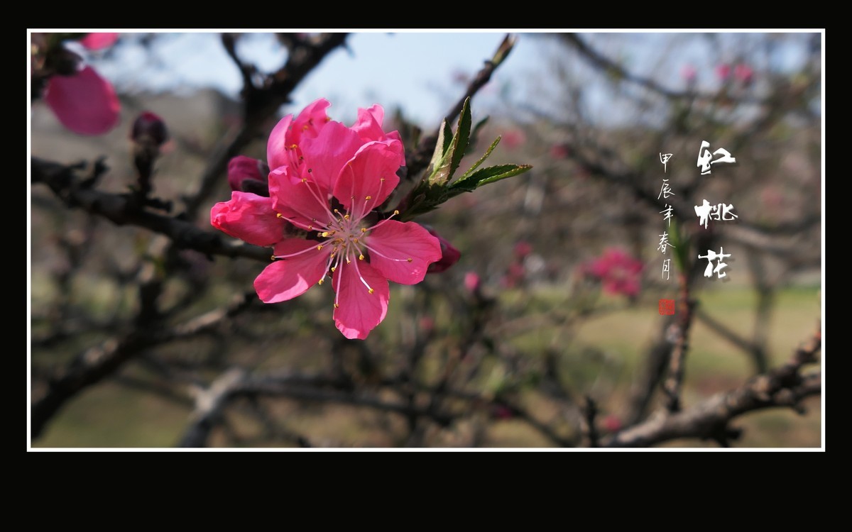火红的桃花