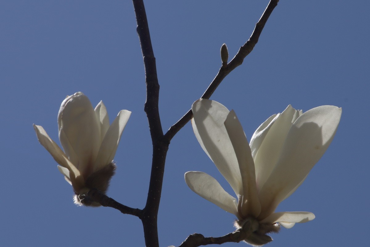 关东百花园（372）——玉兰花（2025）