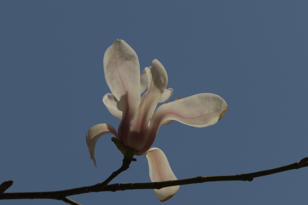 关东百花园（372）——玉兰花（2025）