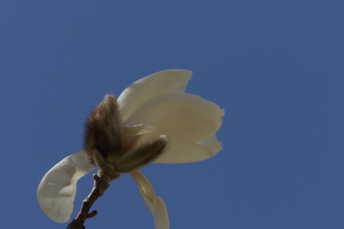 关东百花园（372）——玉兰花（2025）