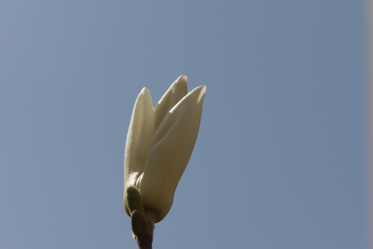 关东百花园（372）——玉兰花（2025）