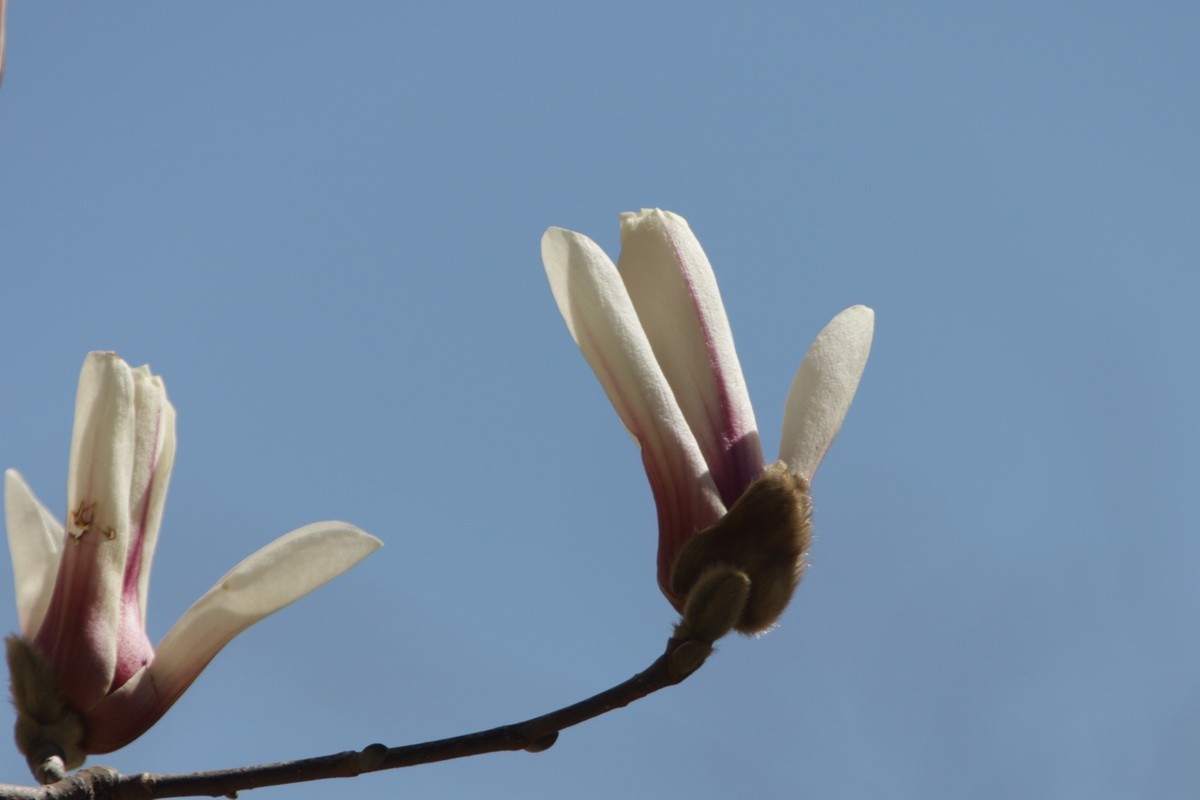 关东百花园（372）——玉兰花（2025）