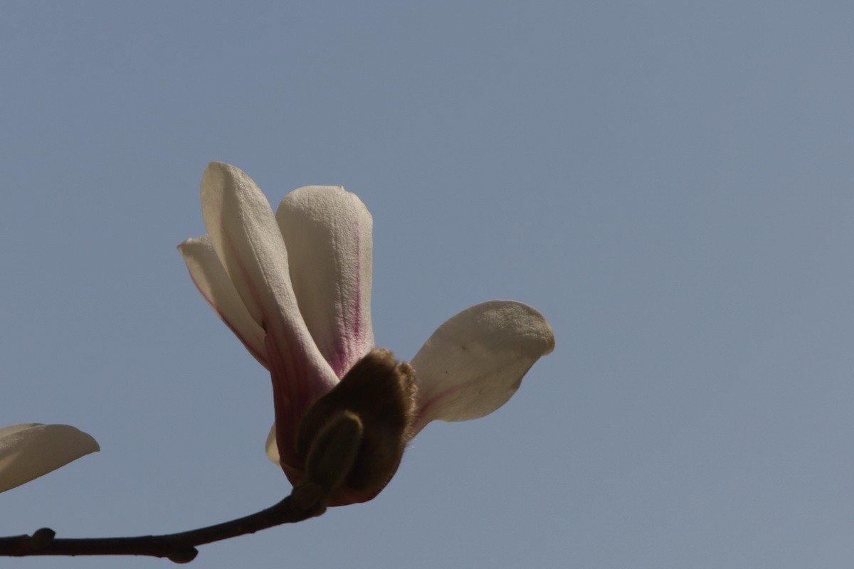 关东百花园（372）——玉兰花（2025）