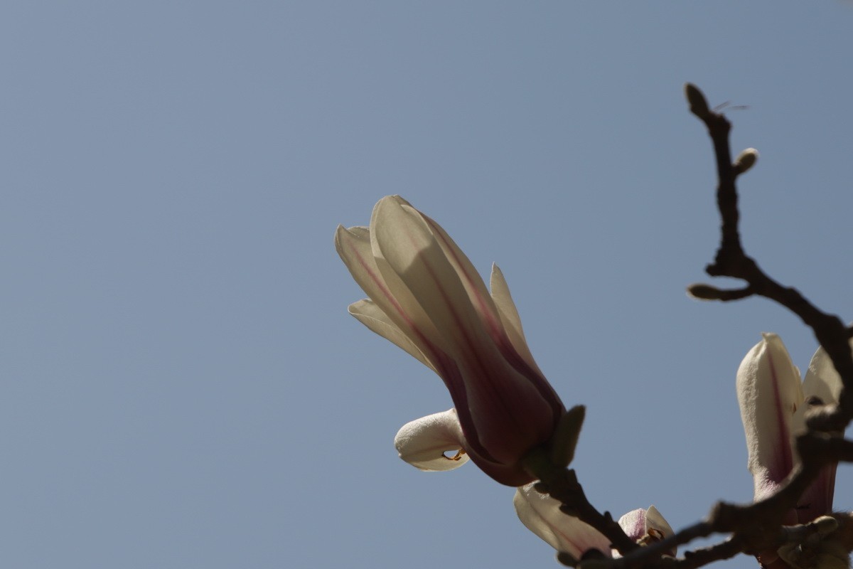 关东百花园（372）——玉兰花（2025）