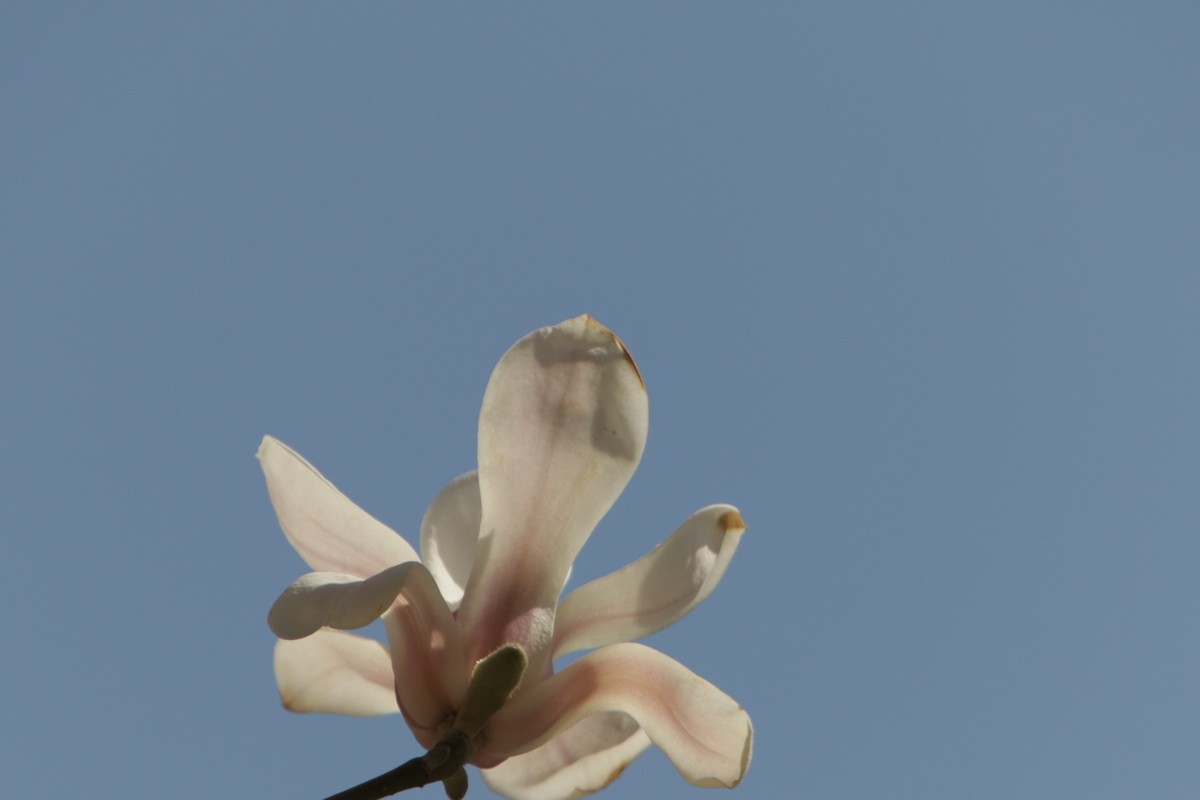 关东百花园（372）——玉兰花（2025）