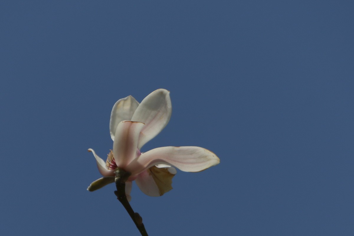 关东百花园（372）——玉兰花（2025）