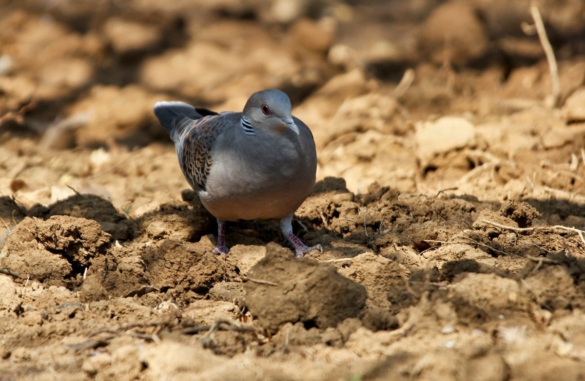 随拍——珠颈斑鸠
