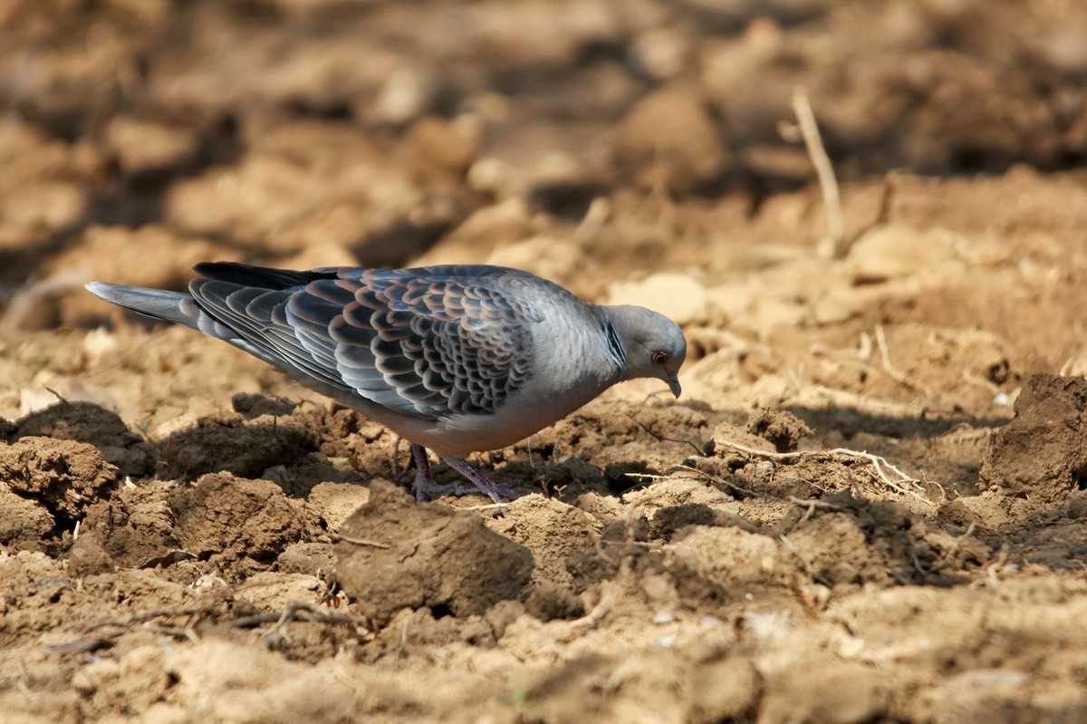 随拍——珠颈斑鸠