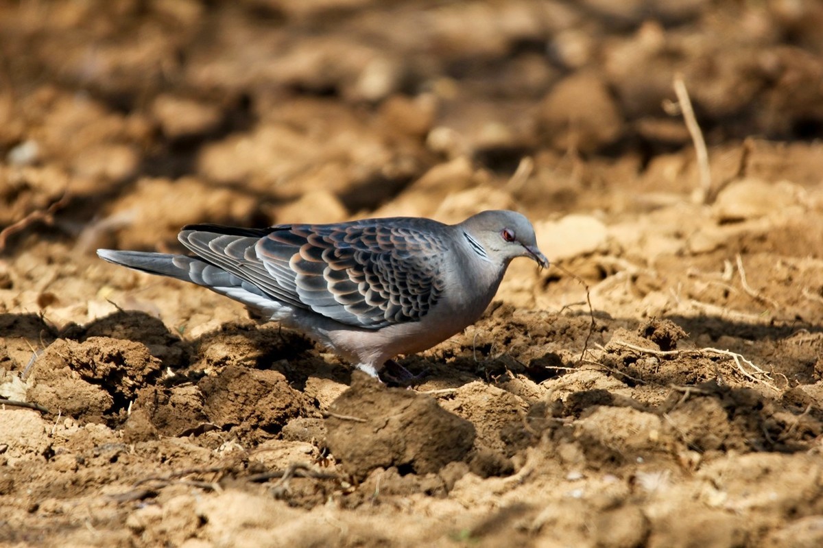 随拍——珠颈斑鸠