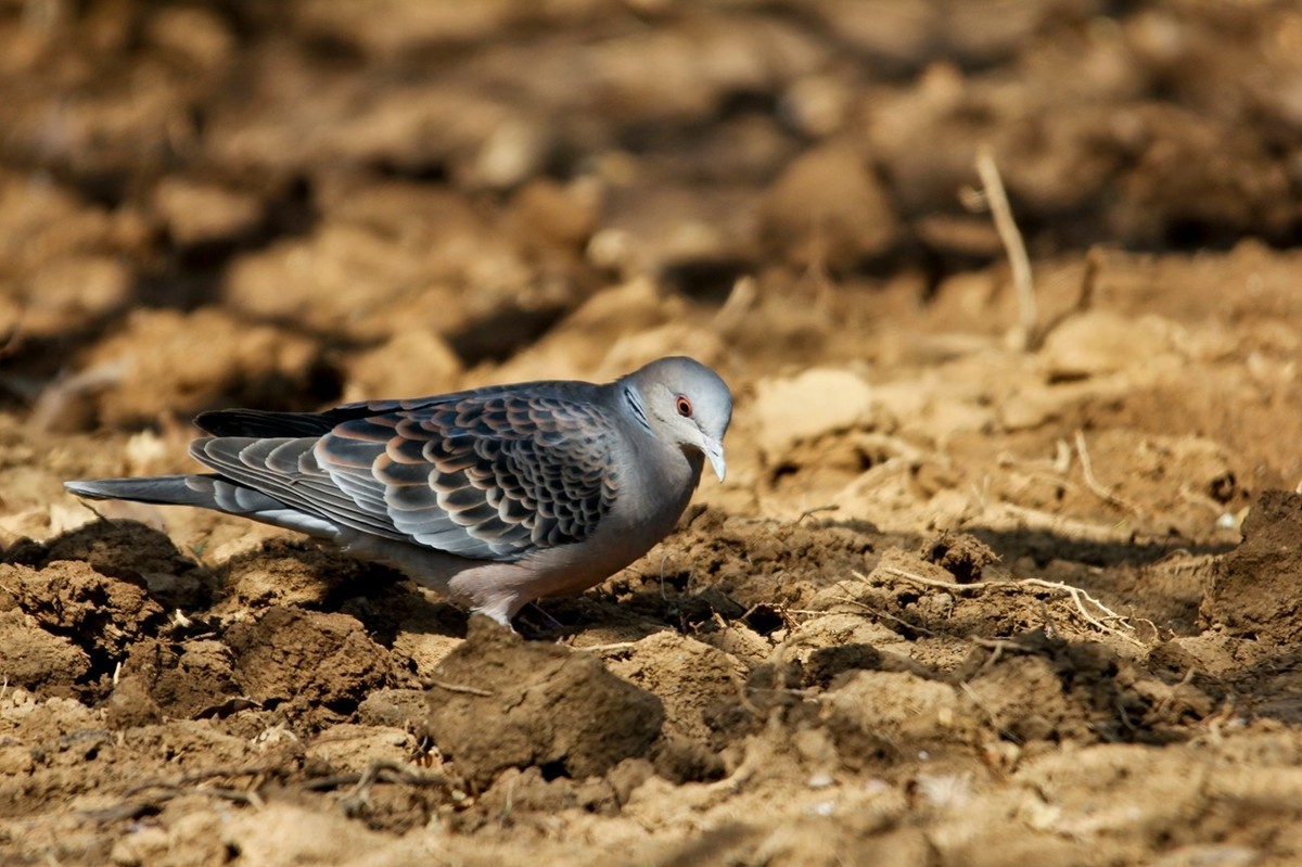 随拍——珠颈斑鸠