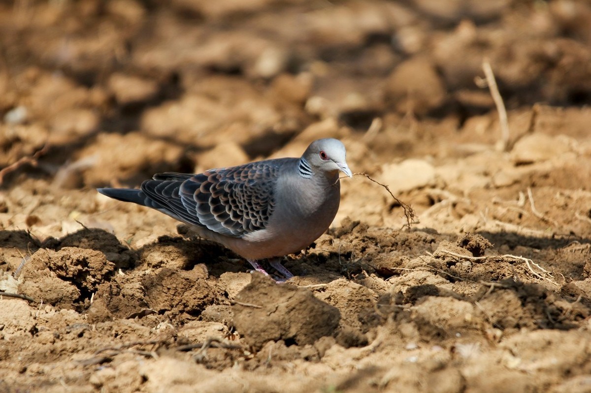 随拍——珠颈斑鸠