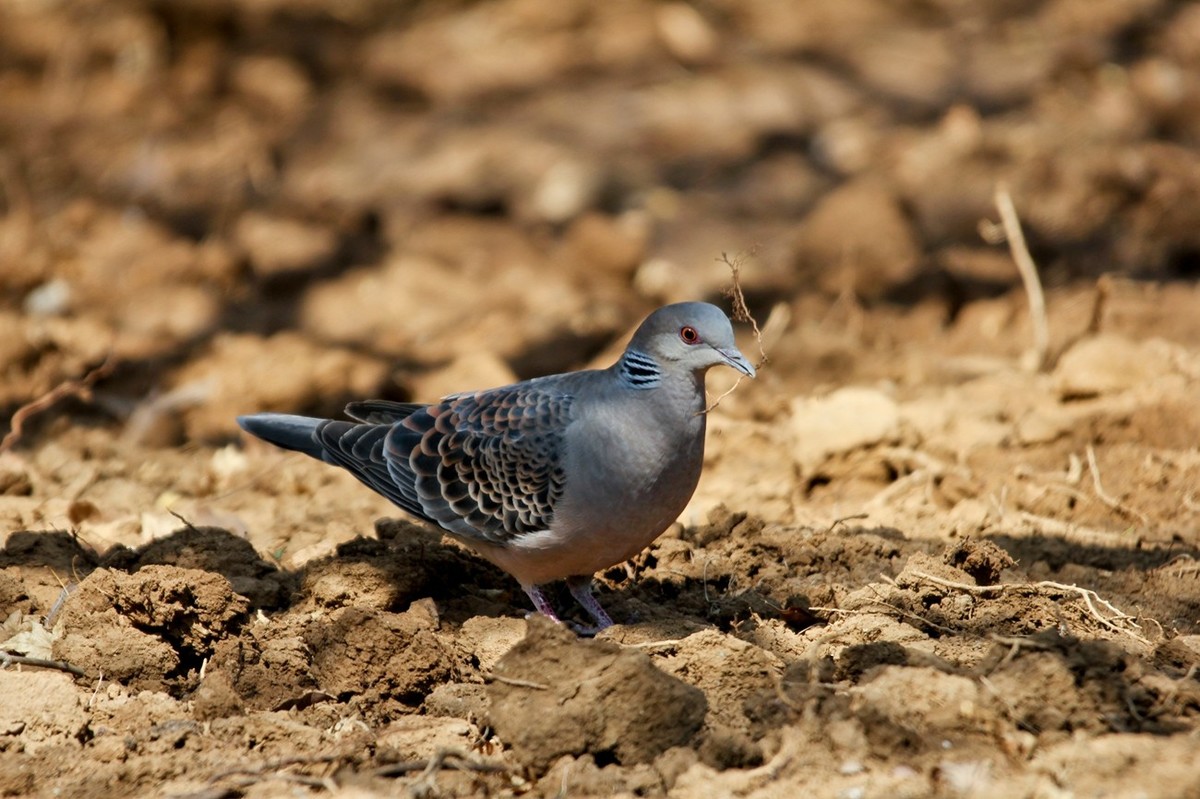 随拍——珠颈斑鸠