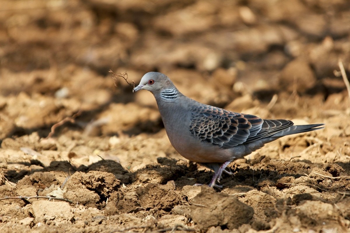 随拍——珠颈斑鸠