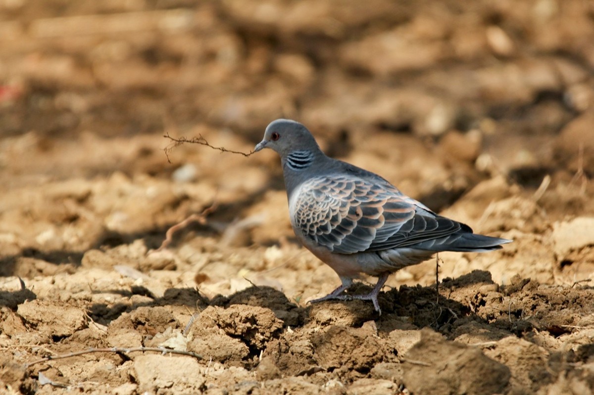 随拍——珠颈斑鸠