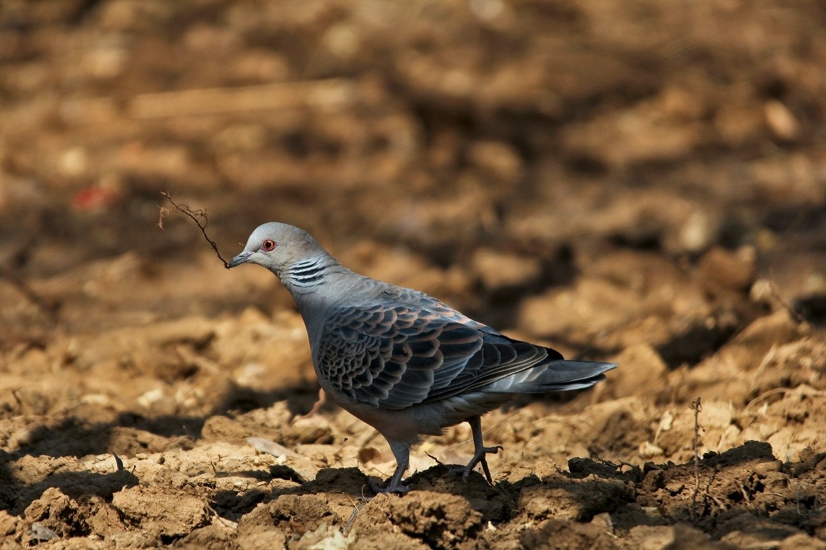 随拍——珠颈斑鸠