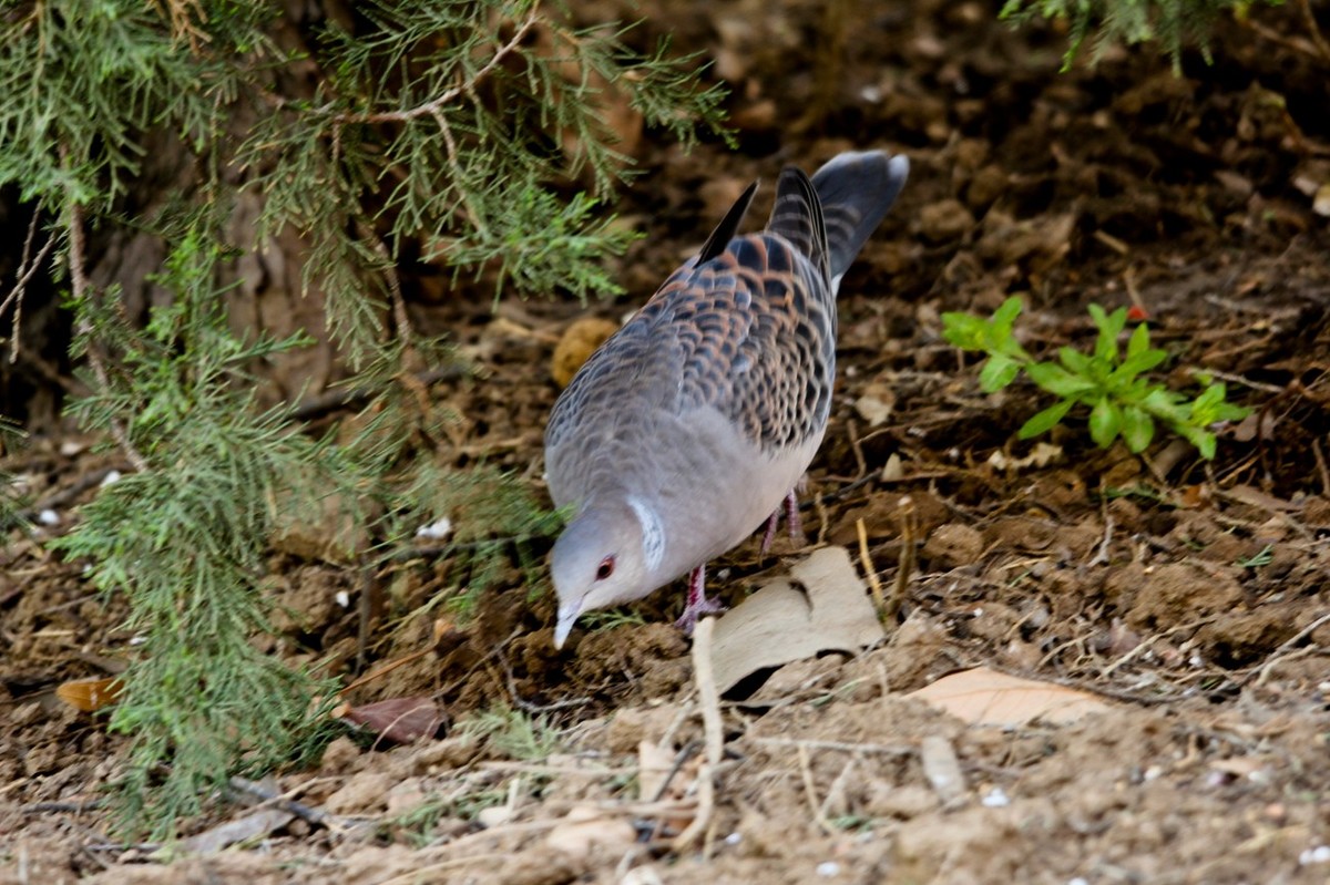 随拍——珠颈斑鸠