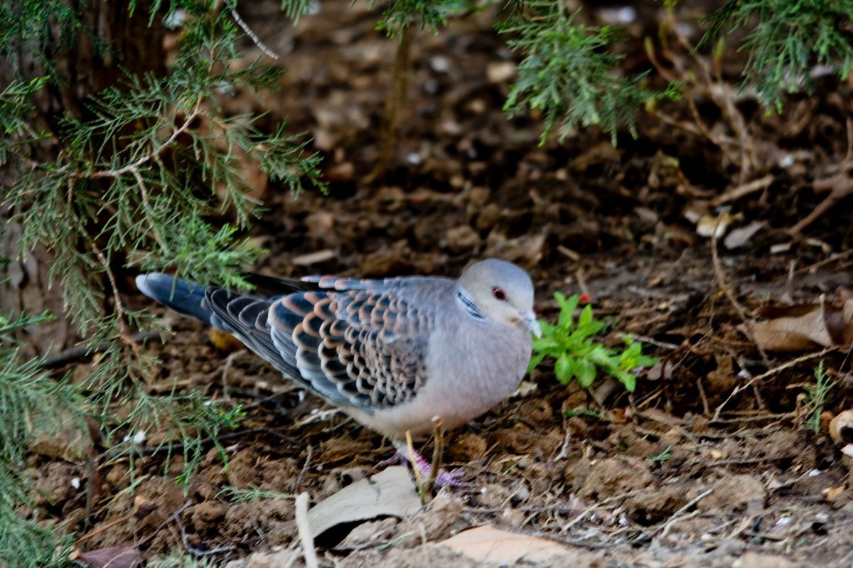 随拍——珠颈斑鸠