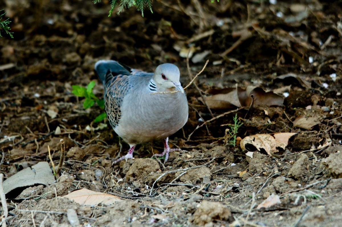 随拍——珠颈斑鸠
