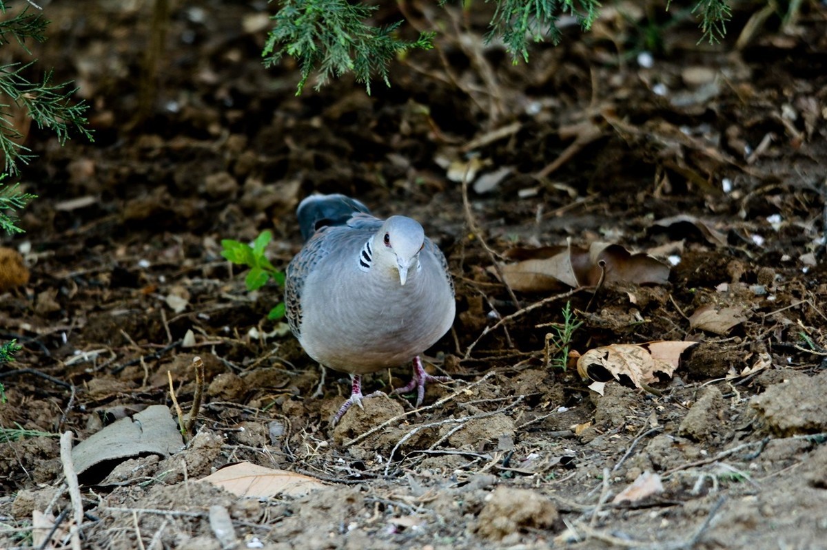 随拍——珠颈斑鸠