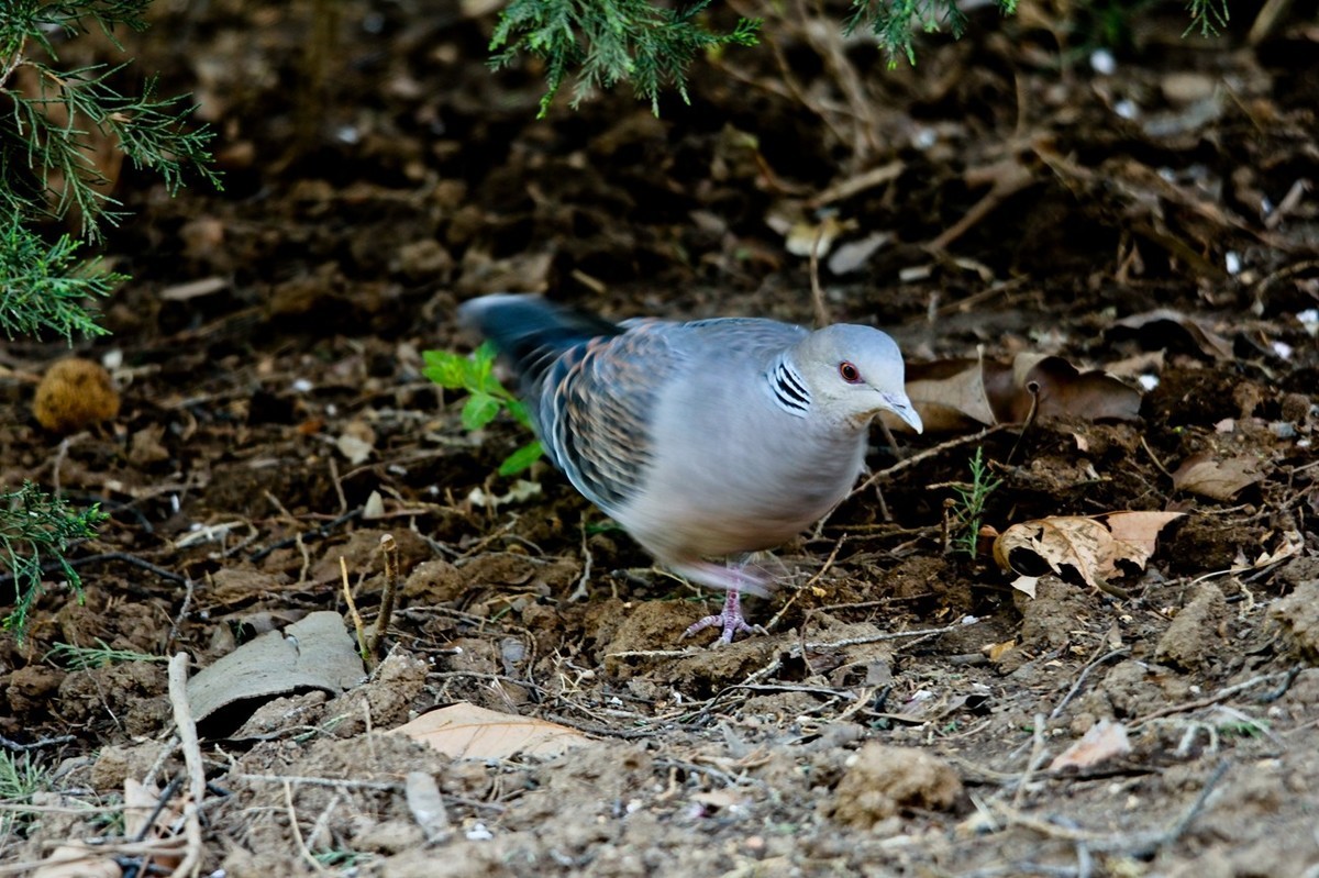 随拍——珠颈斑鸠