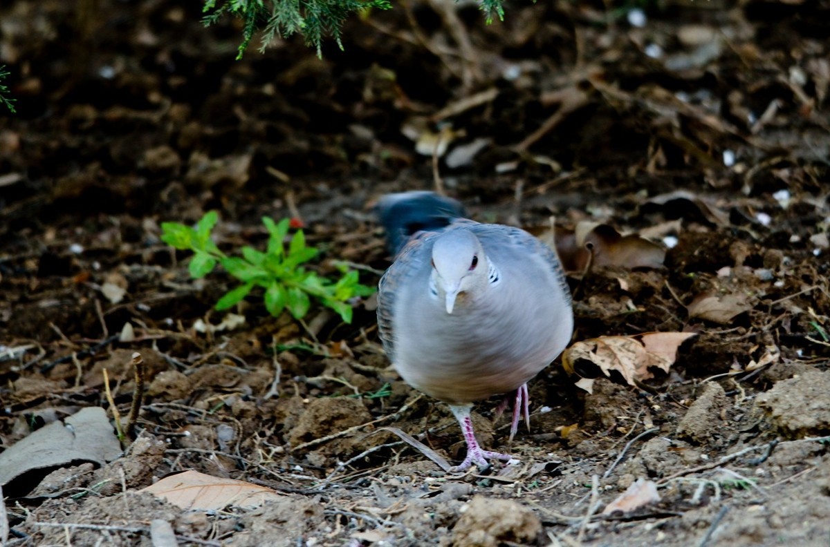 随拍——珠颈斑鸠