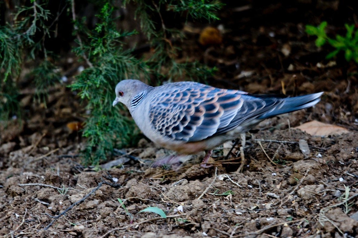 随拍——珠颈斑鸠