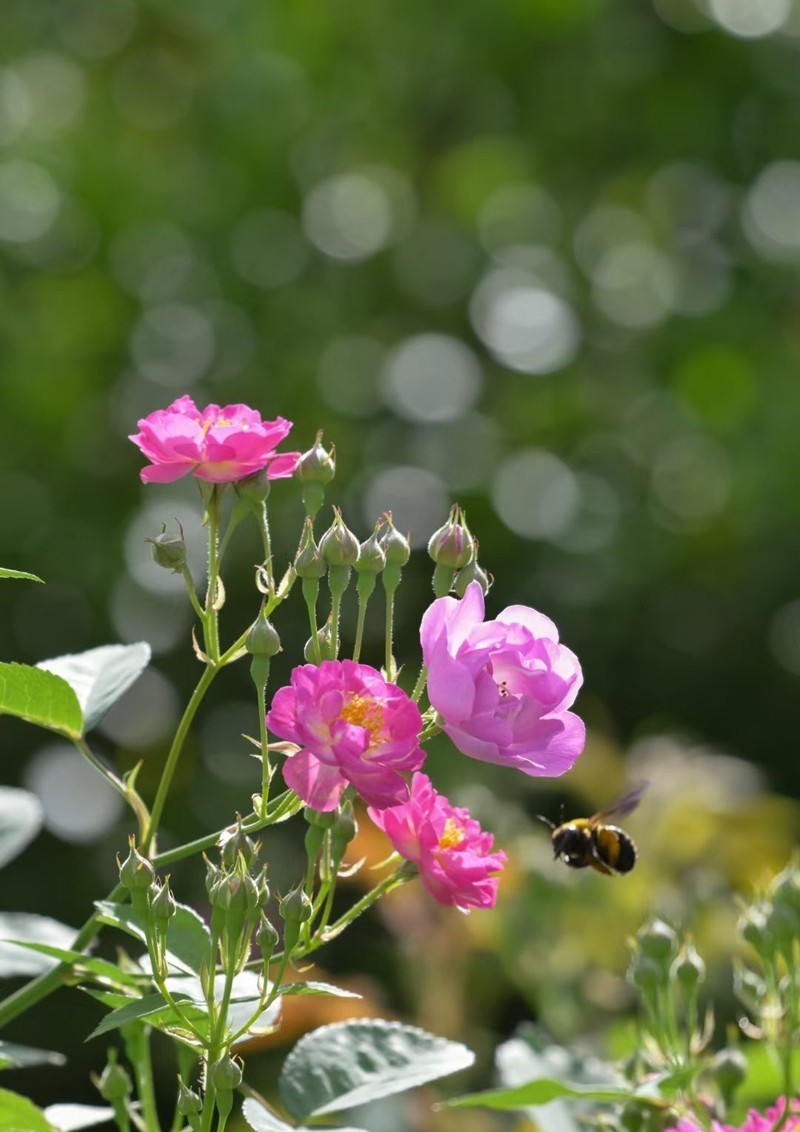 烈士公园啬薇花--1