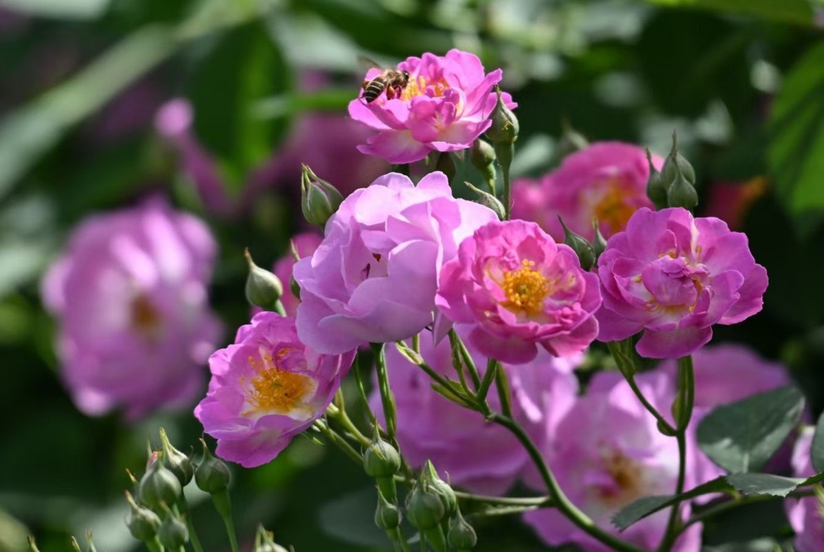 烈士公园啬薇花--1