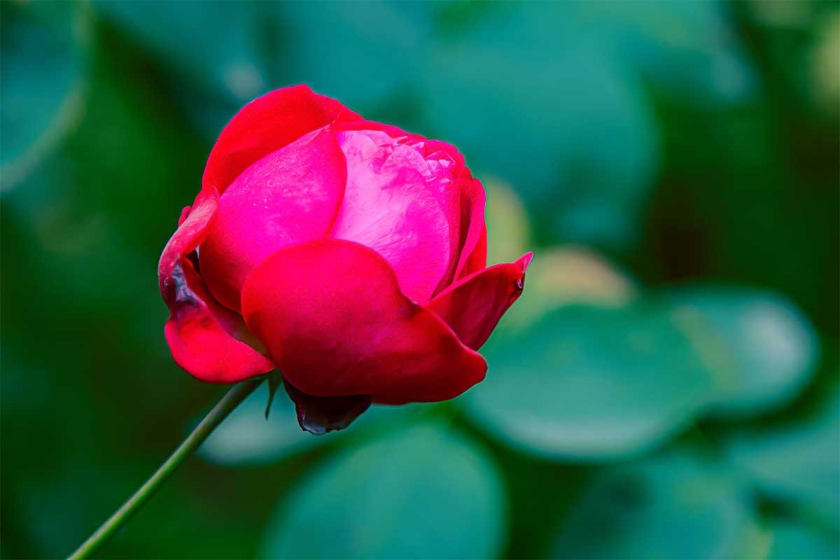 花                          卉
