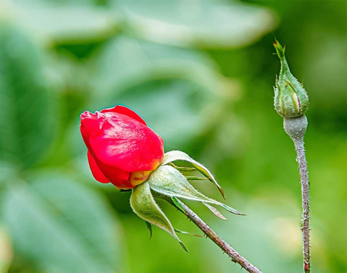 花                          卉