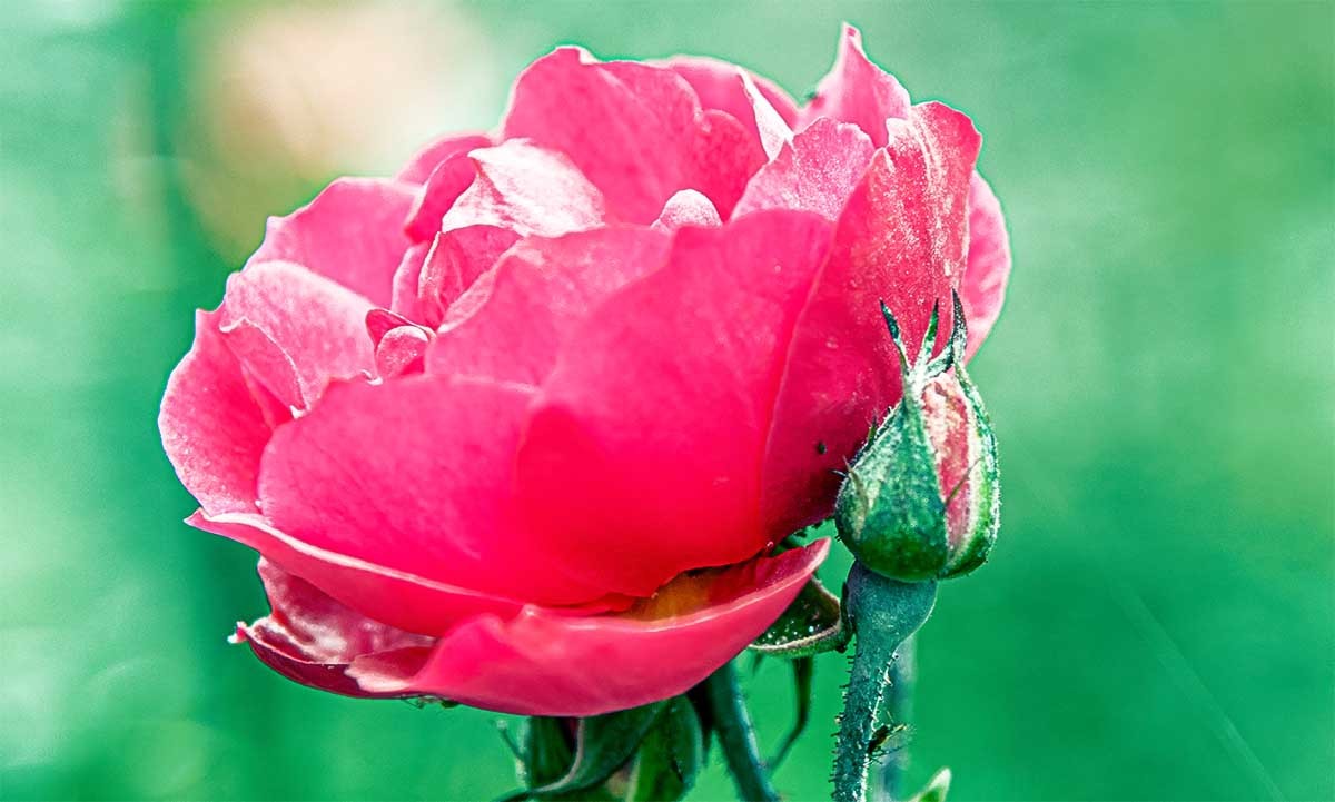 花                          卉