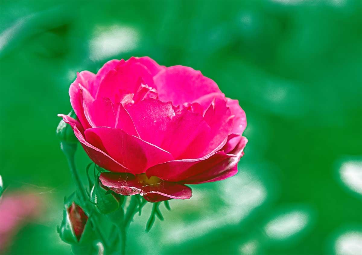 花                          卉