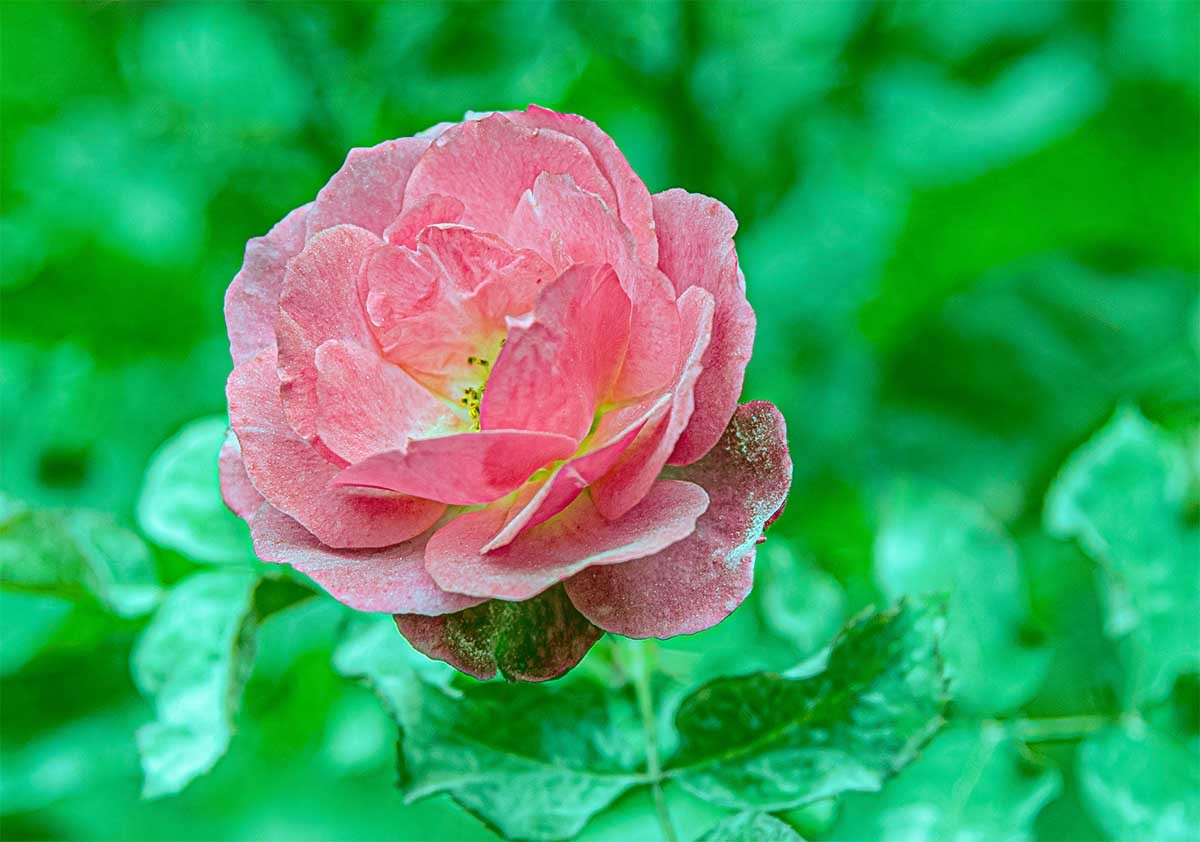 花                          卉