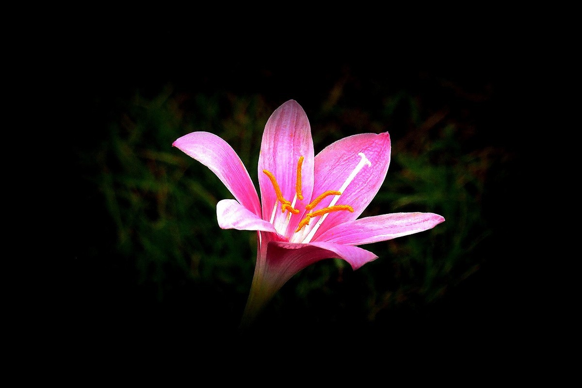 小花：三角公园（完）