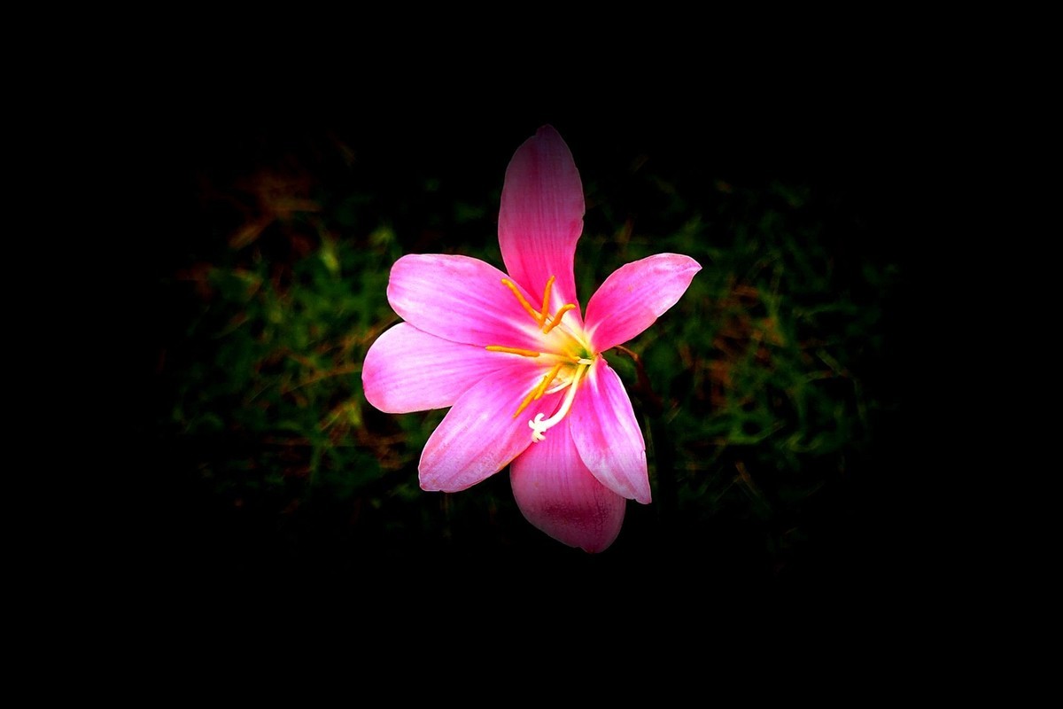 小花：三角公园（完）