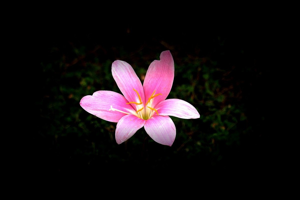 小花：三角公园（完）