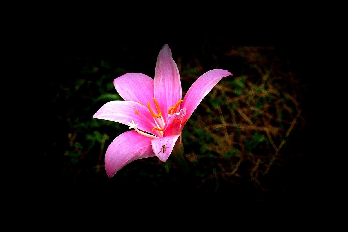 小花：三角公园（完）