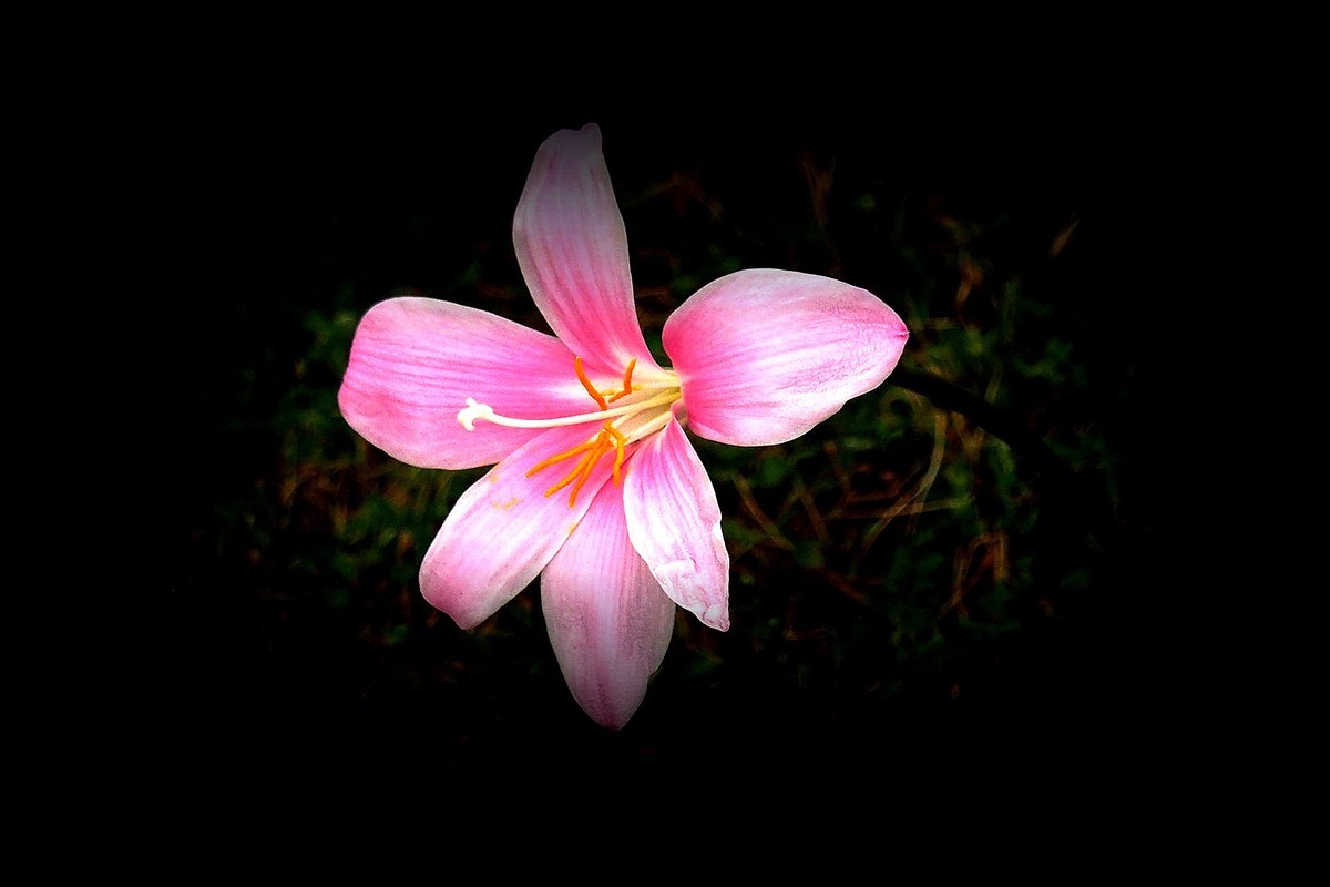 小花：三角公园（完）