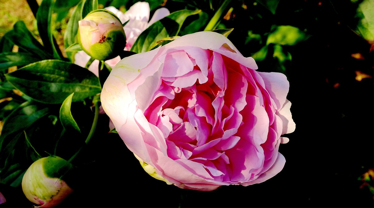 夏日花儿朵朵美